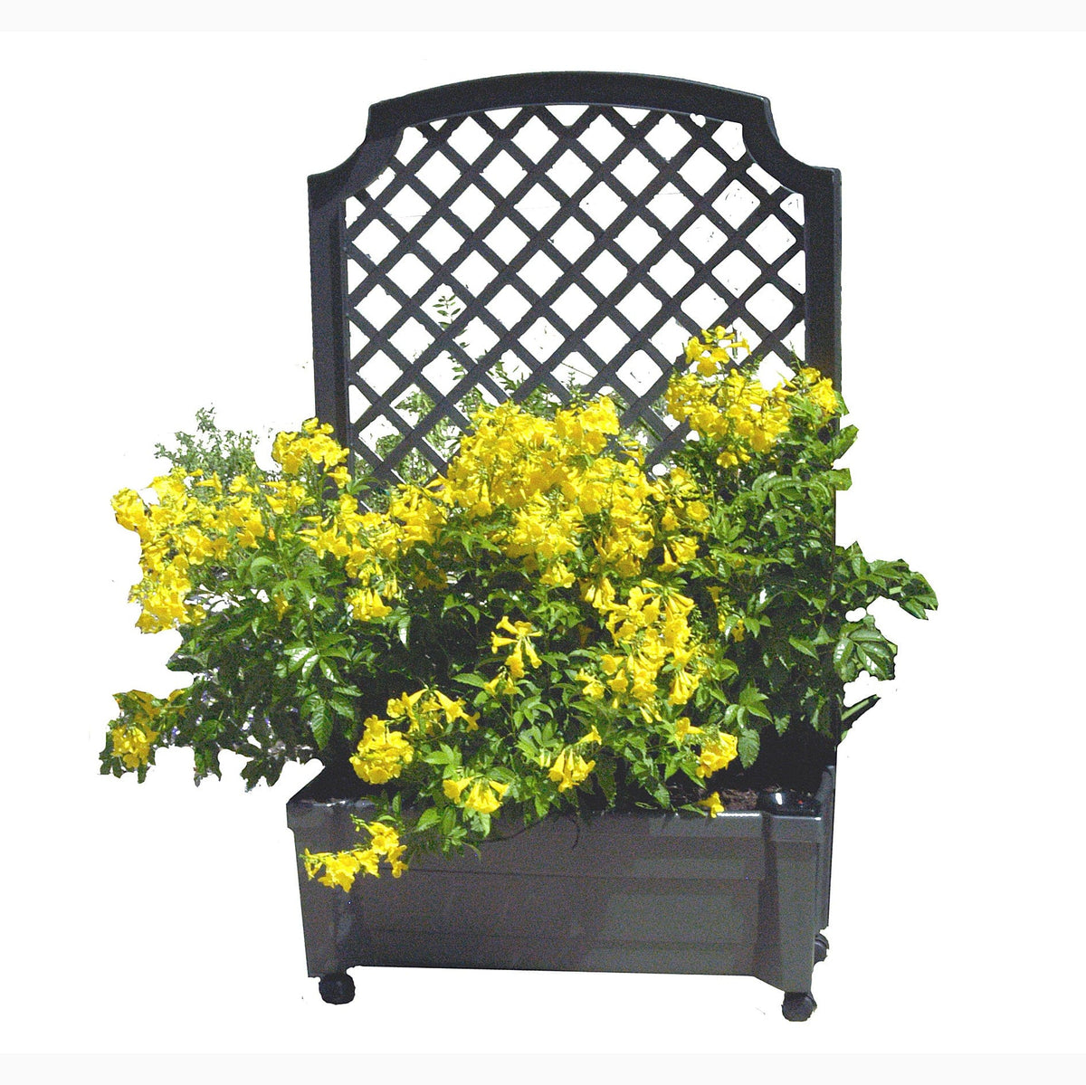 Calypso Planter Trellis Anthracite Gray