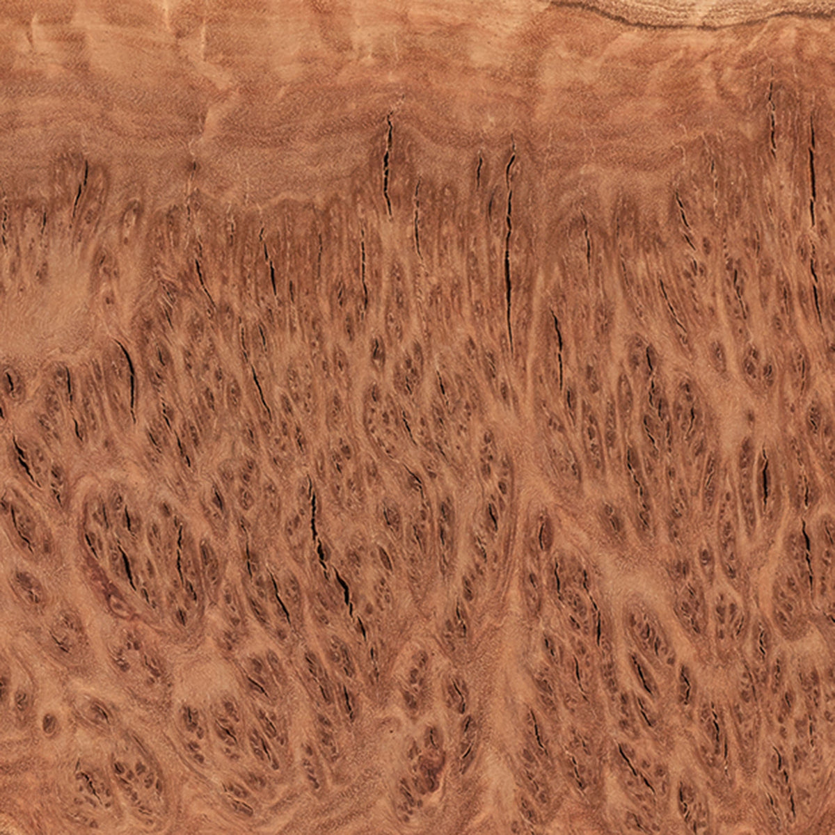 Australian Red Coolibah Burl Turning Blank - 1 kg - 2 kg