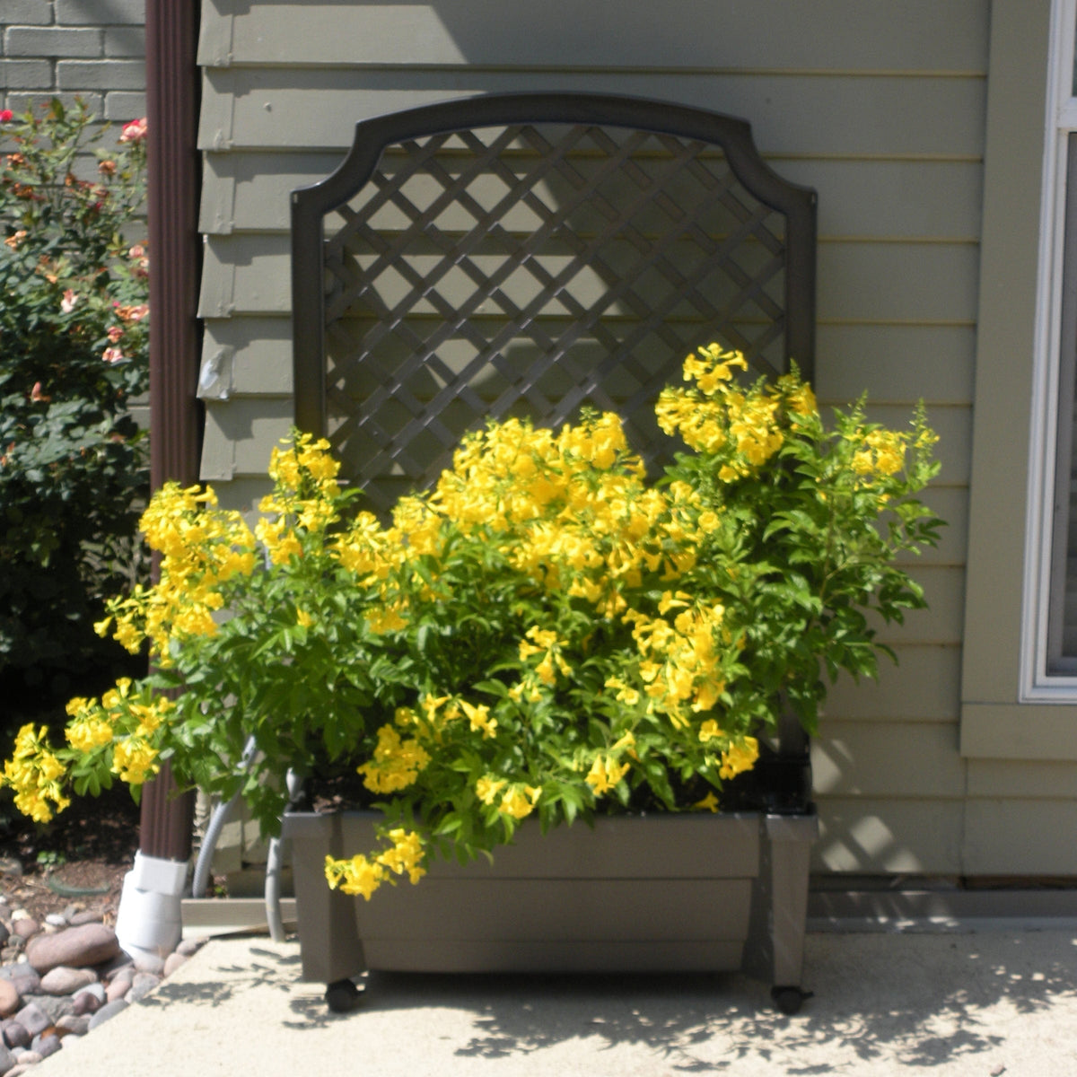 Calypso Planter Trellis Anthracite Gray